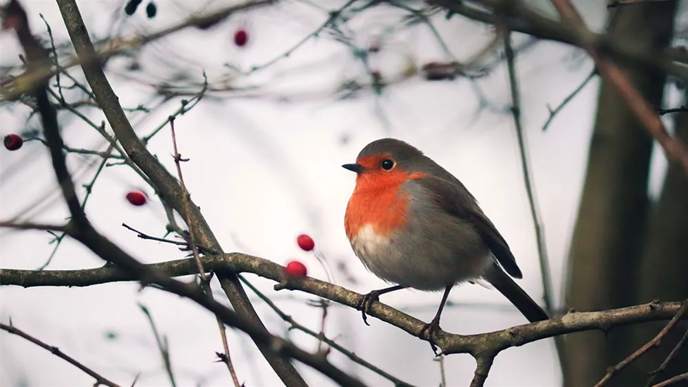 Häufigsten Gartenvögel Heimische Vögel Im Winter