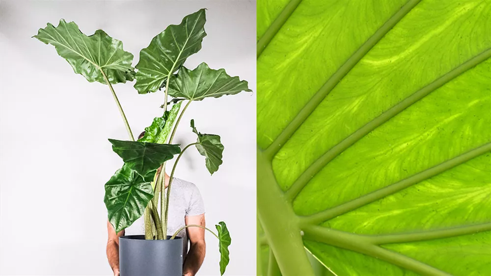 Zimmerpflanze Alocasia die besten Arten für den Urban Jungle
