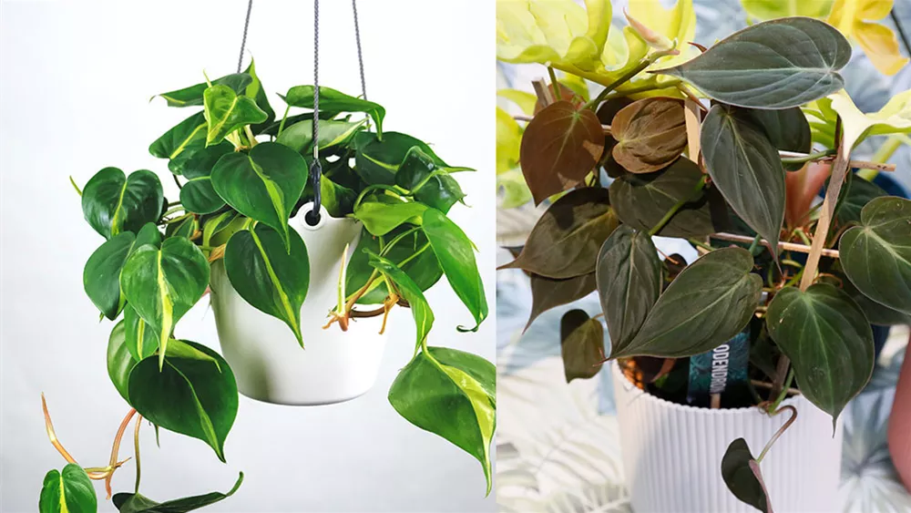 philodendron-scandens-hederaceum-1.jpeg