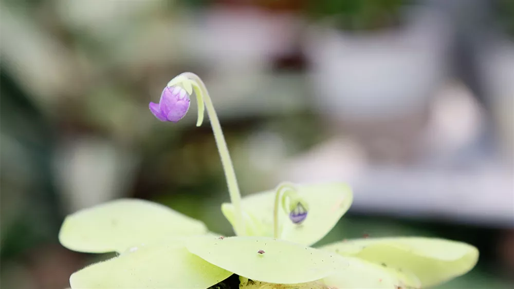 Fettkraut Samen 150 Stück - Fleischfressende Pflanze Für Sonnige Standorte