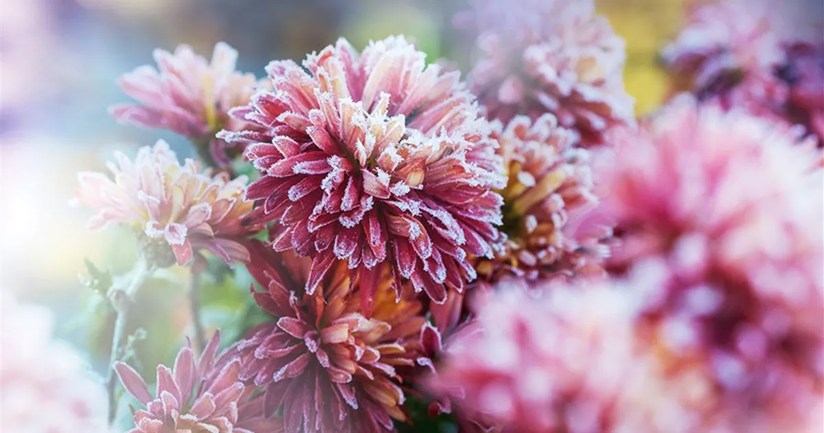 Sind Chrysanthemen winterhart? 3 Tipps zur Pflege!