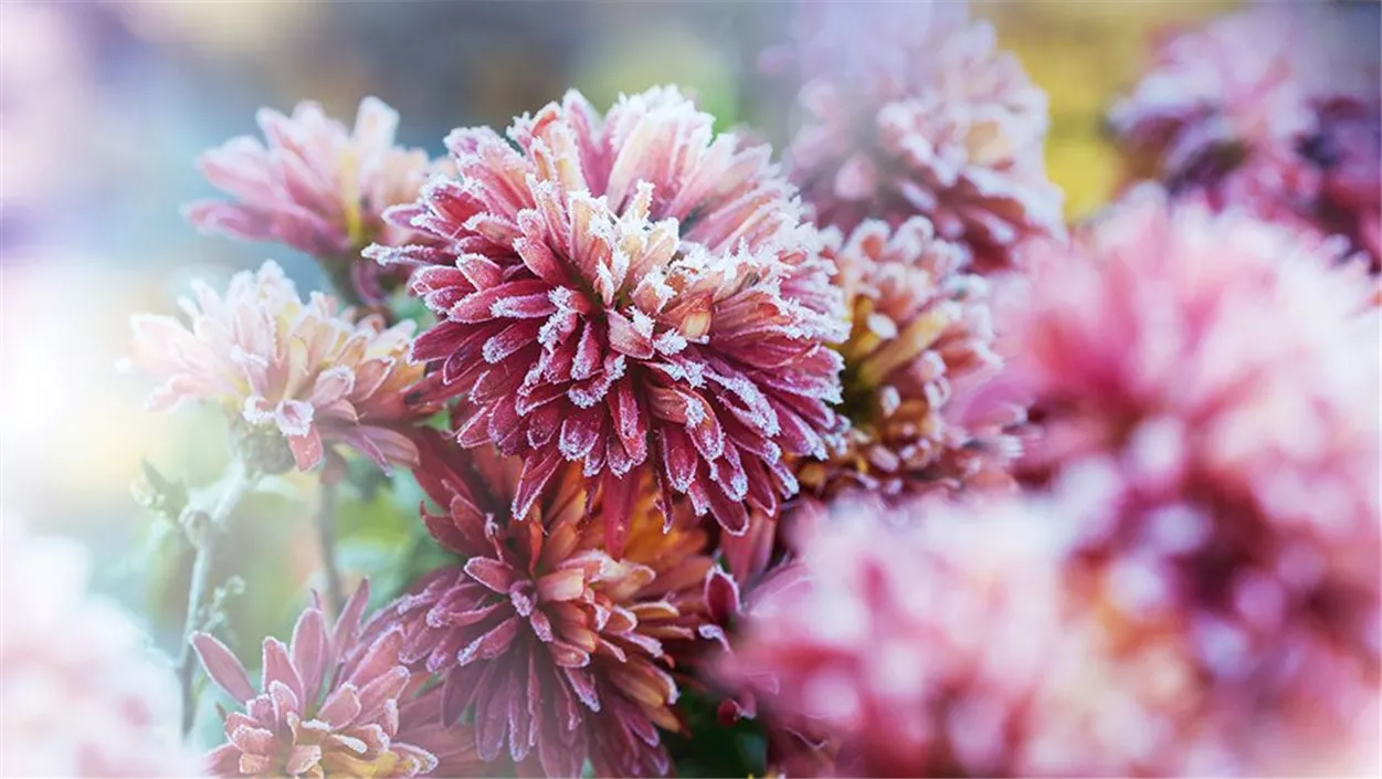 Sind Chrysanthemen winterhart? 3 Tipps zur Pflege!
