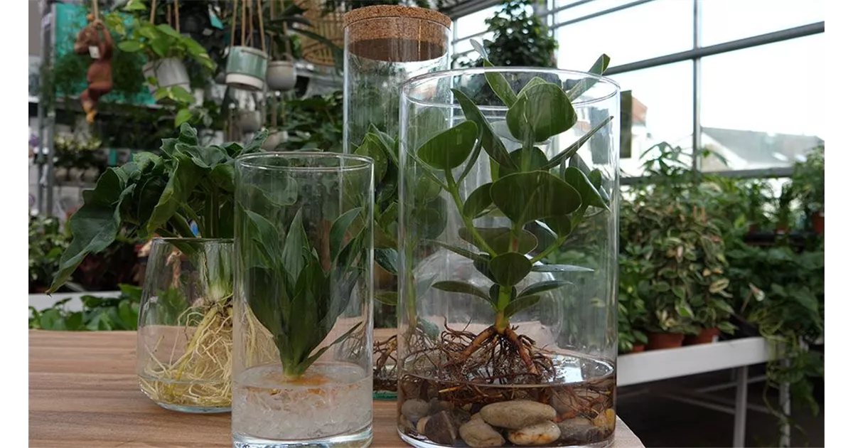 Hydroponie die Pflanze im Glas