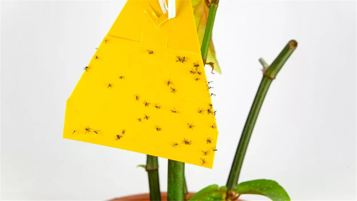 42+ Trauermücken In Der Blumenerde, Hier finden sie 7 hausmittel zur