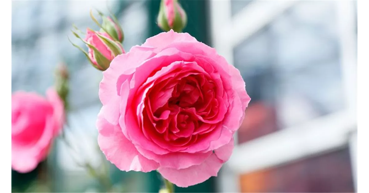 Rosen richtig düngen Die besten Tipps für Rosenliebhaber