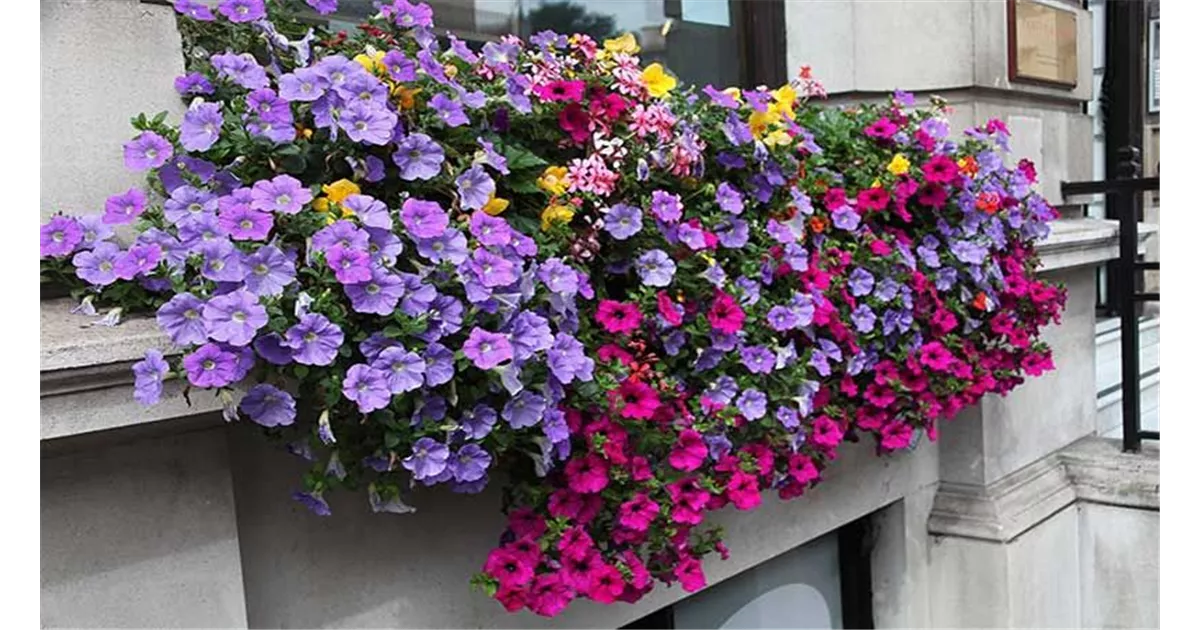 Blumenkästen bepflanzen So klappt es mit der Blütenpracht