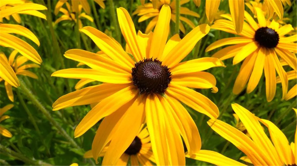 Die 10 schönsten gelben Blumen für Garten und Balkon