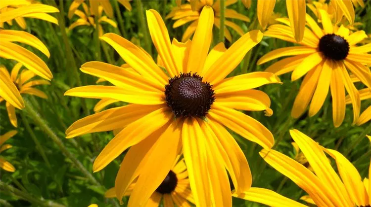 Die 10 schönsten gelben Blumen für Garten und Balkon