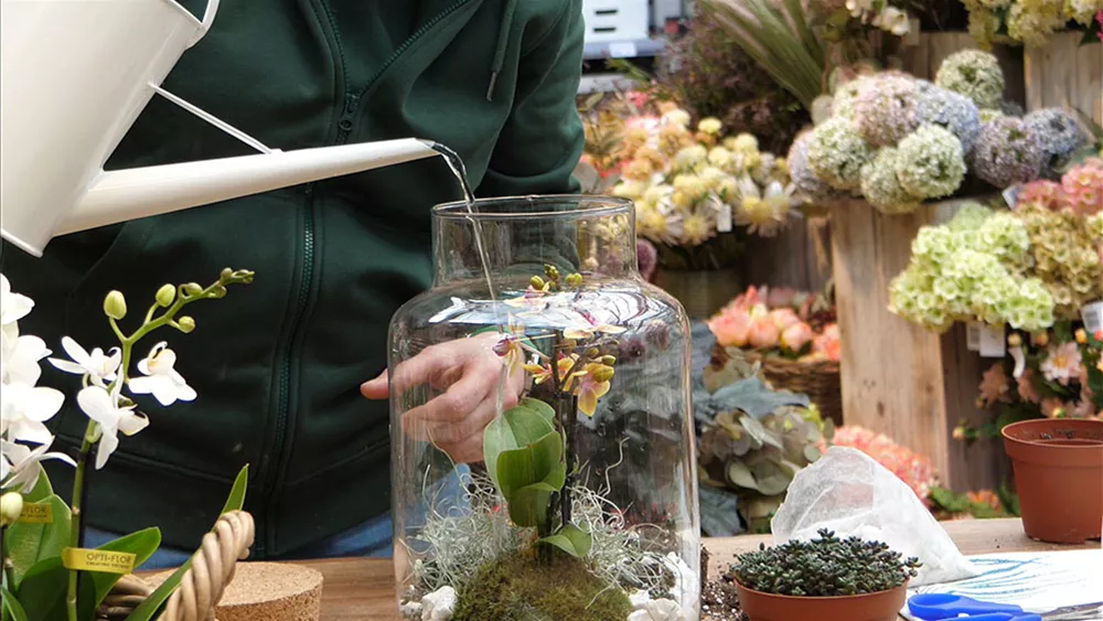 49+ Orchideen Im Gewächshaus, Zum beispiel etwa im glas.