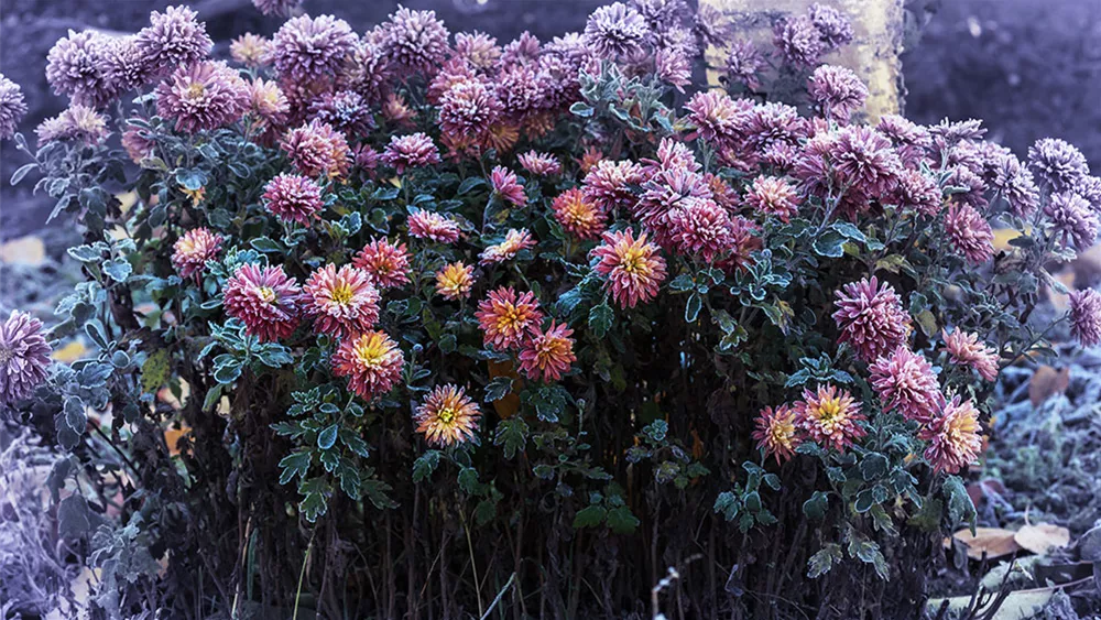 winterhart-chrysanthemen.jpg