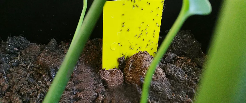 Fliegen in der Blumenerde? Trauermücken bekämpfen!