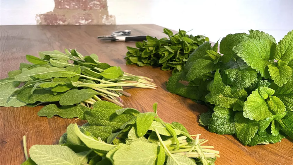 Kräutertee pflanzen kreative Pflanzideen für Garten und Balkon