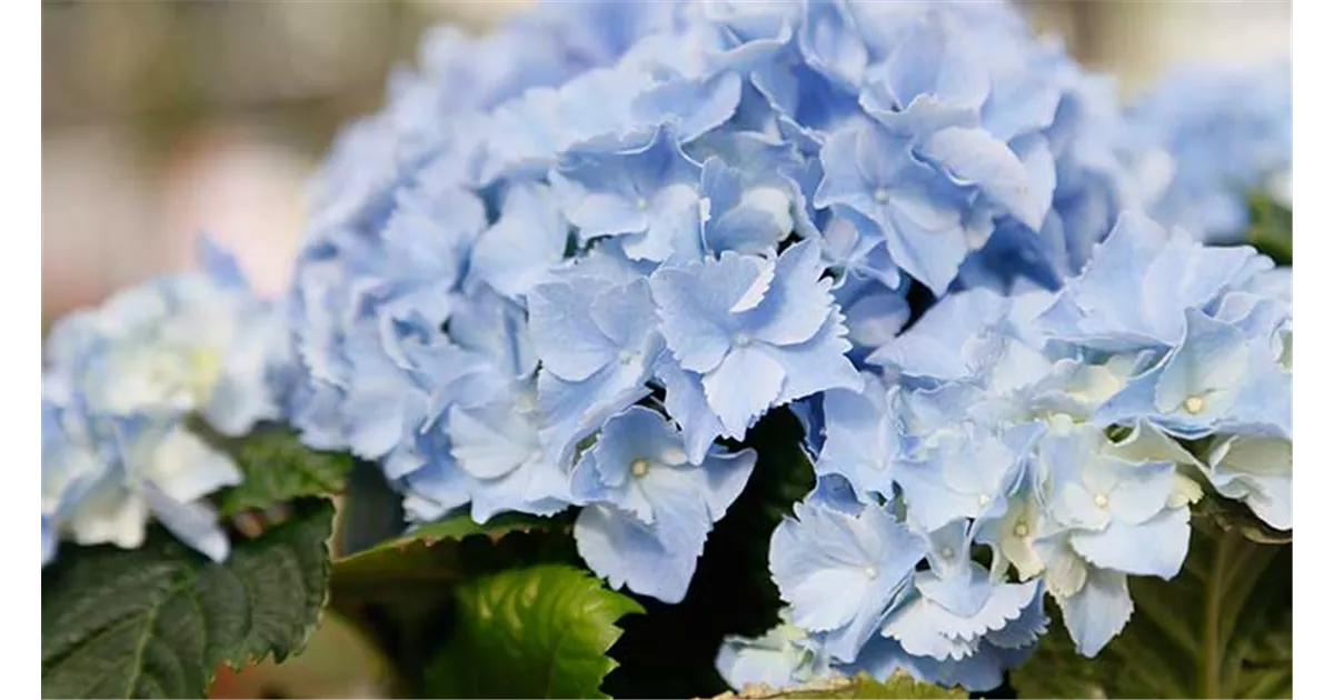 Blau, blau, blau… Hortensien richtig düngen und pflegen