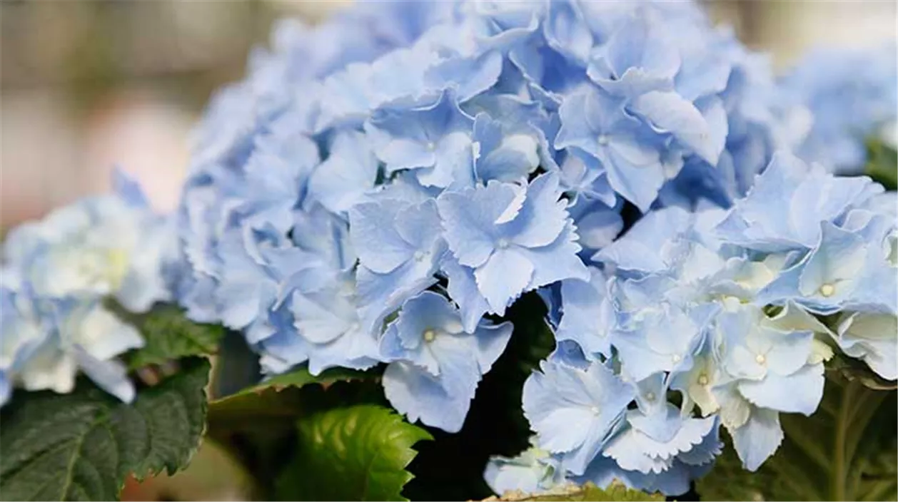 Blau, blau, blau… Hortensien richtig düngen und pflegen