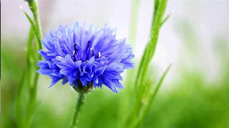 Die Top 5 der schönsten blauen Blumen für Garten und Balkon