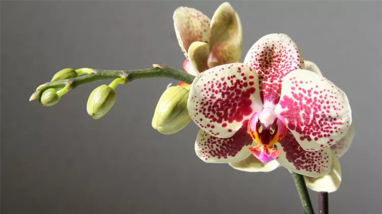 phalaenopsis.jpeg