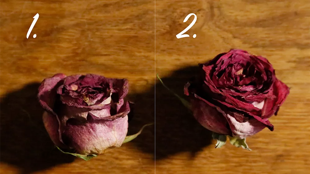 rosen-konservieren-vergleich.jpg