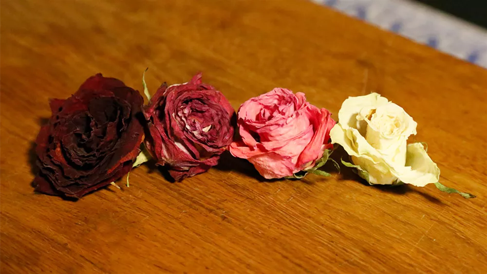rosen-trocknen-farbe.jpg