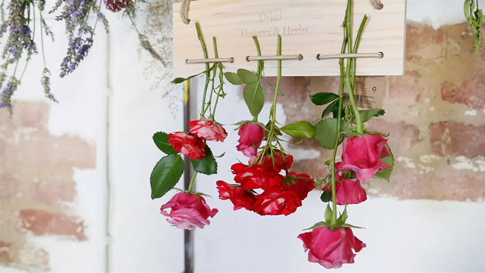 Rosen haltbar machen 5 tolle Methoden zum Rosen trocknen