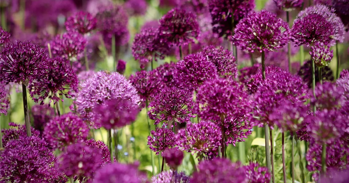 Zierlauch im Garten 7 Tipps zur AlliumPflege