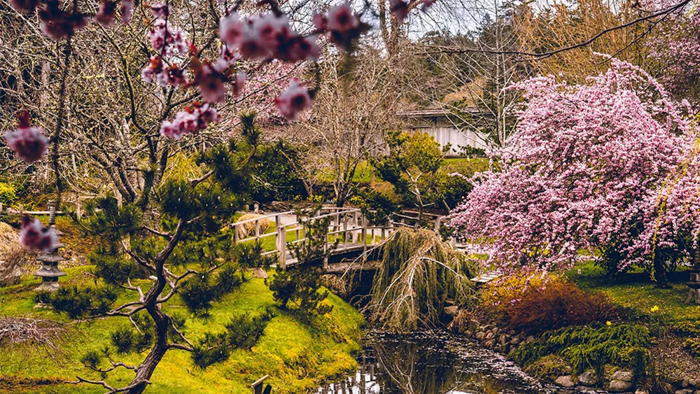 Japanische Zierkirsche die perfekten Sorten für Ihren Garten