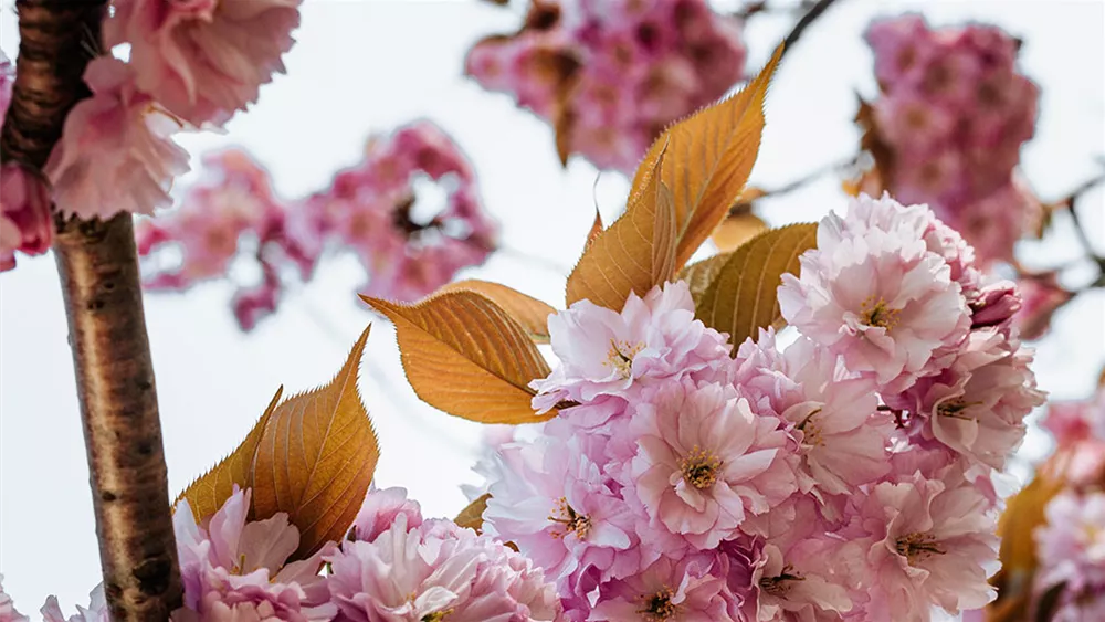 Japanische Zierkirsche die perfekten Sorten für Ihren Garten