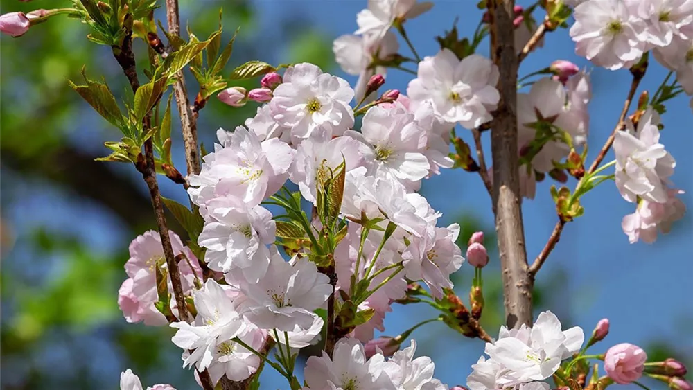 Japanische Zierkirsche die perfekten Sorten für Ihren Garten