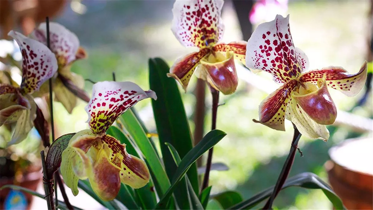 Pflege Orchidee Frauenschuh