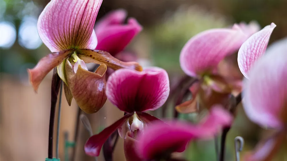frauenschuh-orchidee-bueten.jpg