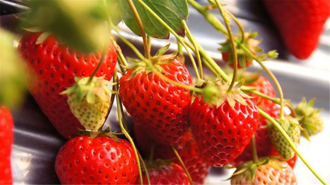 Erdbeeren pflanzen Im Beet, im Kübel, in der Ampel