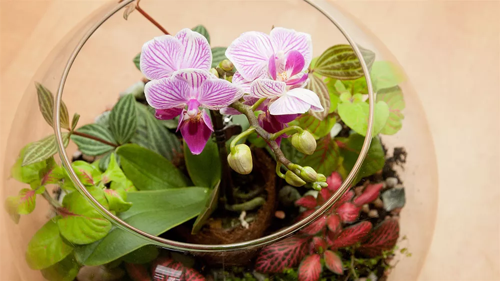 mini-orchidee-im-glas.jpg