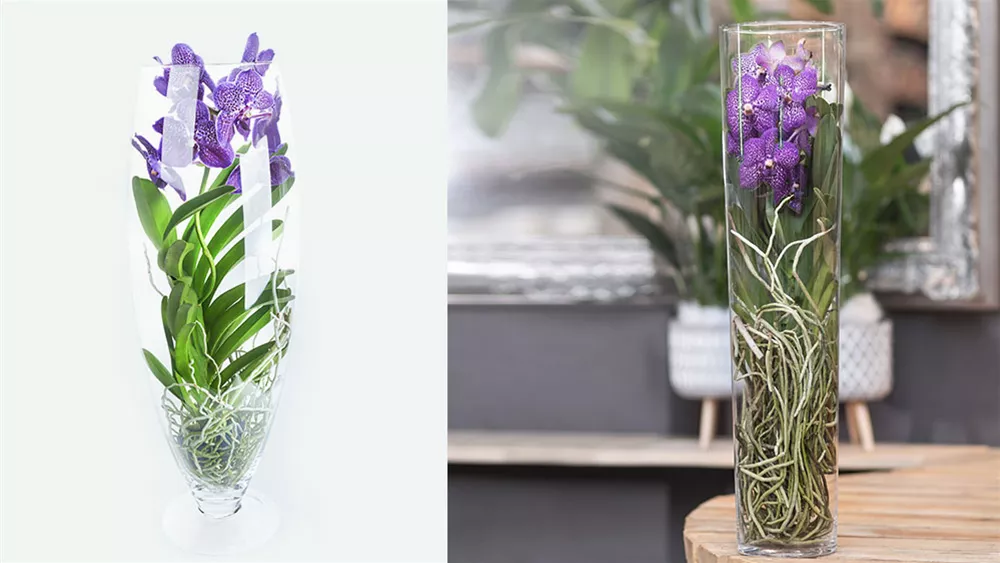Orchideen im Exoten unter Glas & pflegen