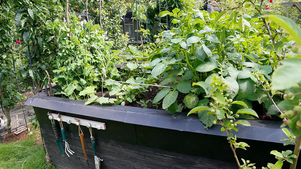 Biogarten Als Obst und Gemüse anbauen!