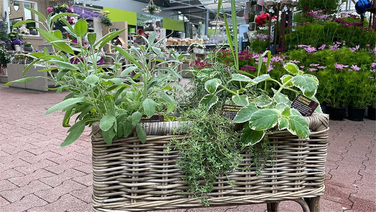Der Kräutergarten im Hochbeet – eine Idee für Euren Balkon oder die ...
