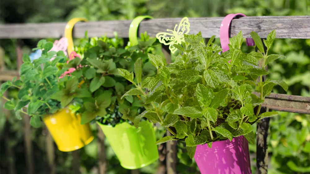 Kräutertee pflanzen kreative Pflanzideen für Garten und Balkon