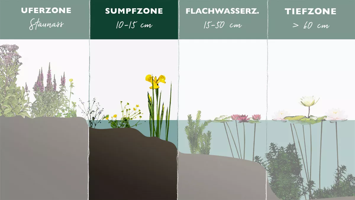 30+ Teich Mit Sumpfzone, Klar ist mir jetzt, dass die sumpfzone mit
