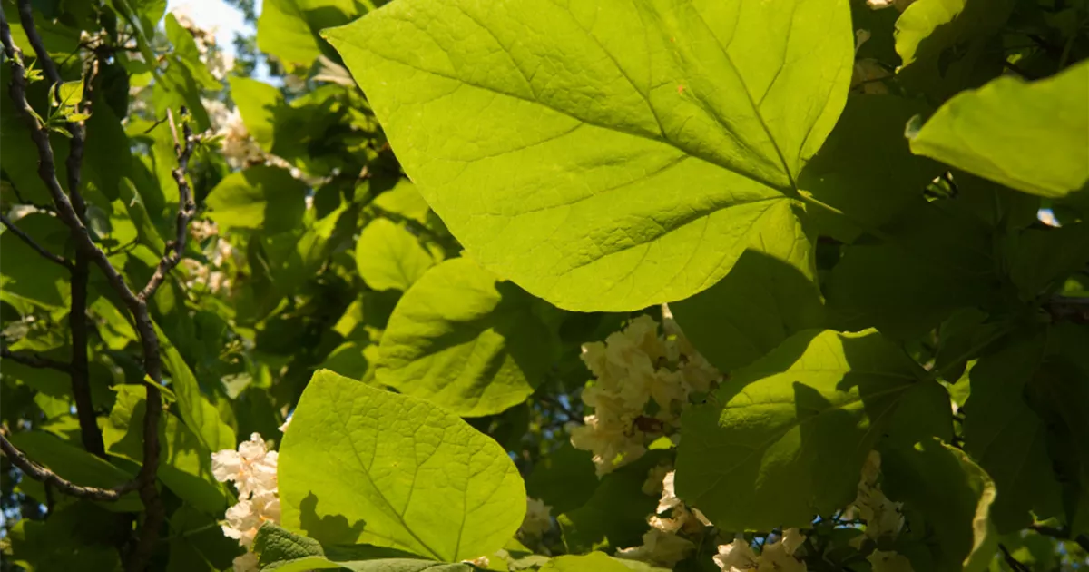 Klimabäume Trockenheitsresistente Bäume für den Garten