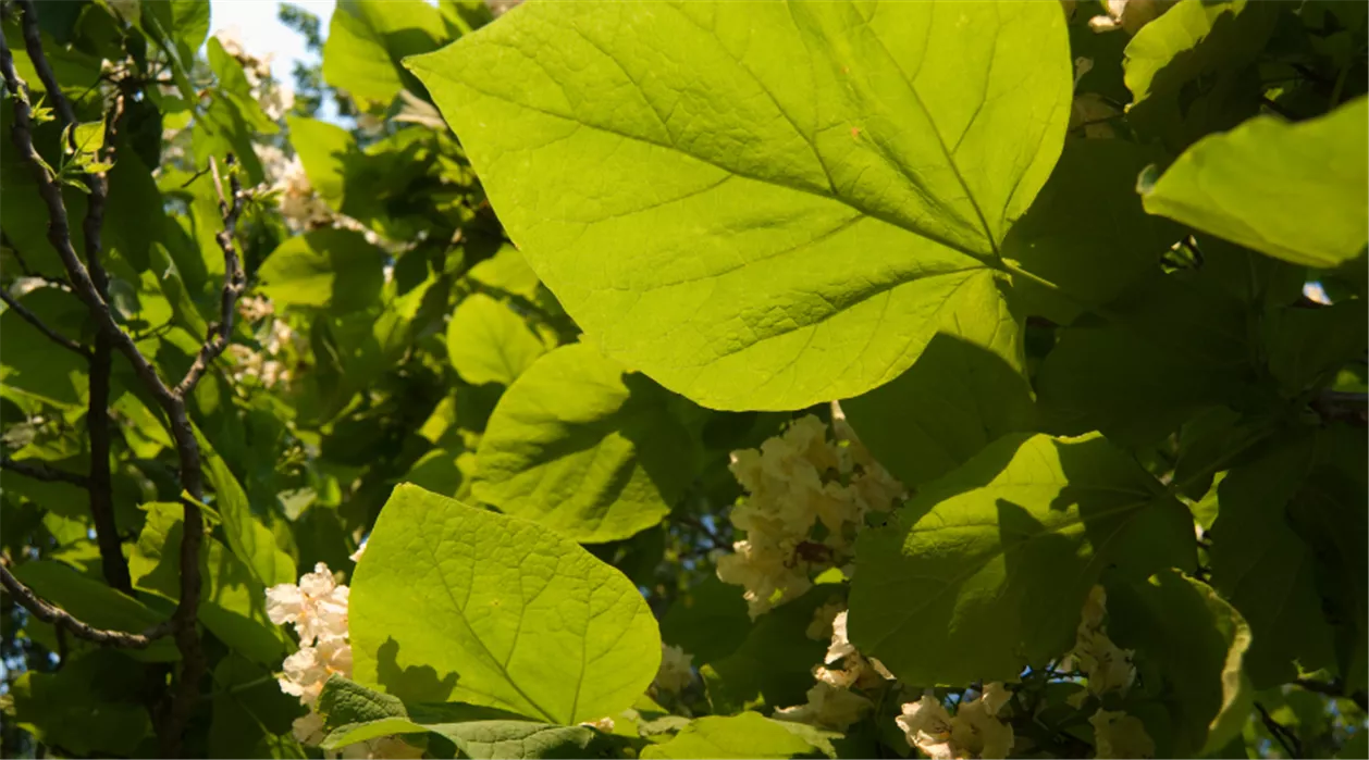 Klimabäume Trockenheitsresistente Bäume für den Garten