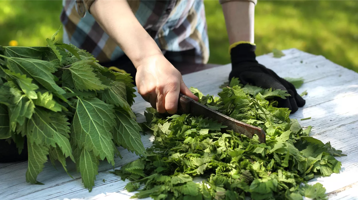 Jauche aus Unkraut Die 4 besten Rezepte für Pflanzenjauchen