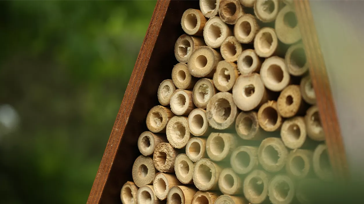 Wildbienenhotel für den Garten Anleitung, Standort, Pflege & mehr