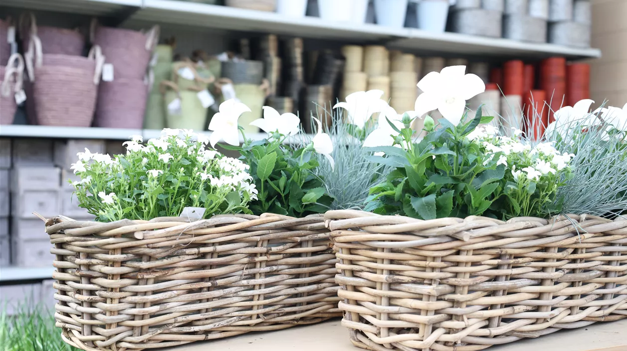 Die schönsten weißen Balkonblumen für Euren Blumenkasten