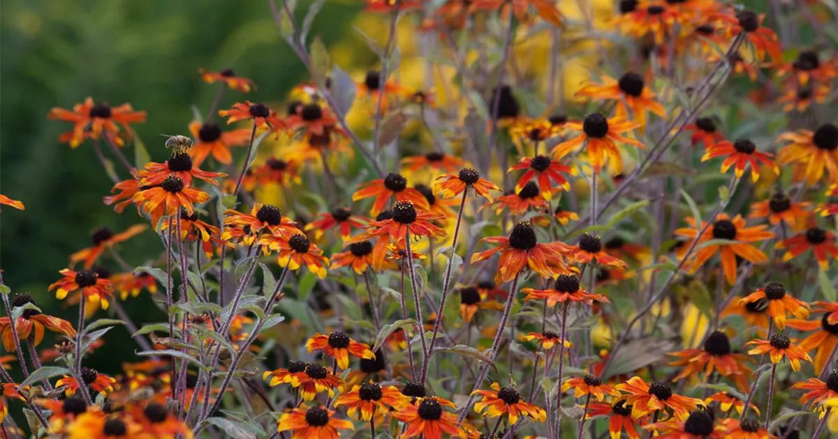 GartenSonnenhut 'Prairie Glow'
