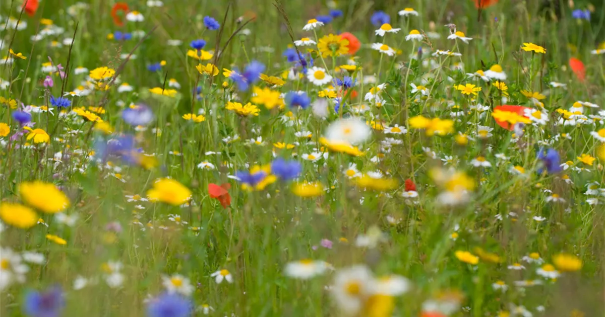 Wildblumenwiese anlegen für eine pflegeleichte Blütenpracht