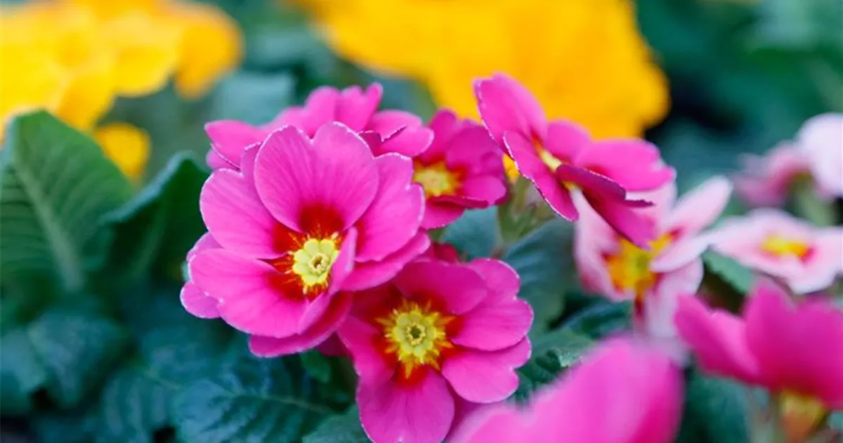 Das sind die Top 10 der Frühlingsblumen für Garten und Balkon