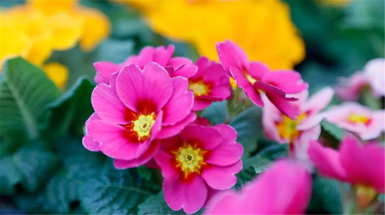 Das sind die Top 10 der Frühlingsblumen für Garten und Balkon