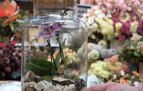 DIY – Orchidee im Mini-Gewächshaus