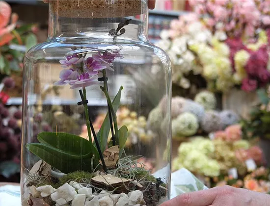 DIY – Orchidee im Mini-Gewächshaus