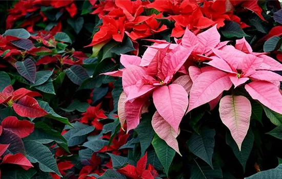 Weihnachtsstern-Pflege: So blüht Ihre Pflanze zum Advent!