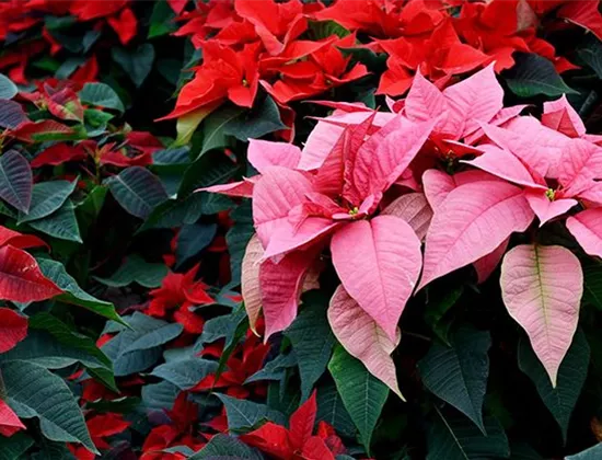Weihnachtsstern-Pflege: So blüht Ihre Pflanze zum Advent!