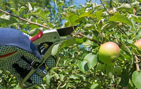 Tipps zum Obstbaumschnitt – Was muss ich beachten?